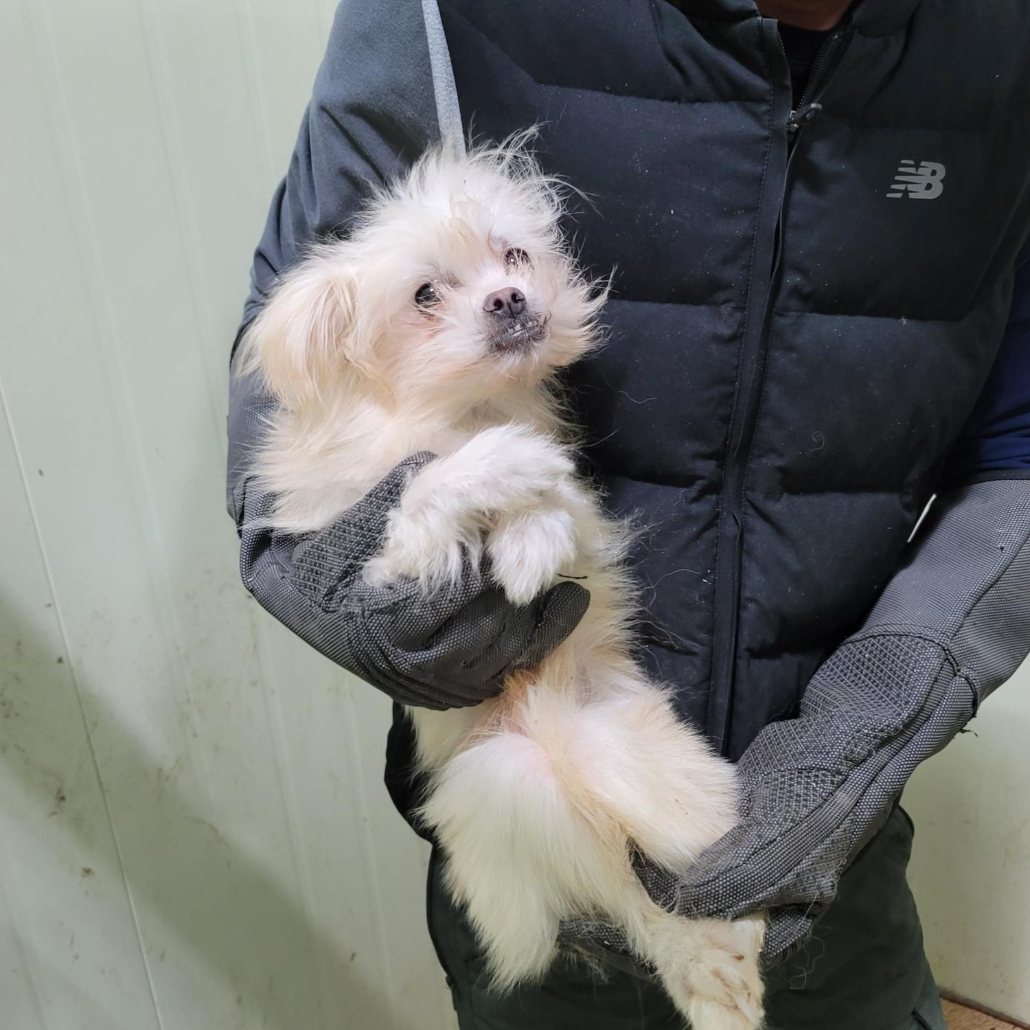 믹스견 이미지 파일 입니다.